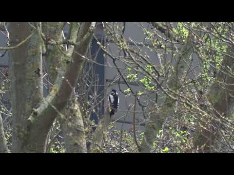 Great Spotted Woodpecker   Grote bonte specht   Leiderdorp   The Netherlands   Luuk Punt 180408 1