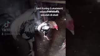 Mengatasi Ayam Sakit Kuning