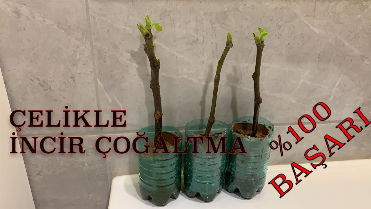 Çelikle İncir Agaci Köklendirme Çoğaltma | Çelikle Ağaç Çoğaltma %100 Başarı