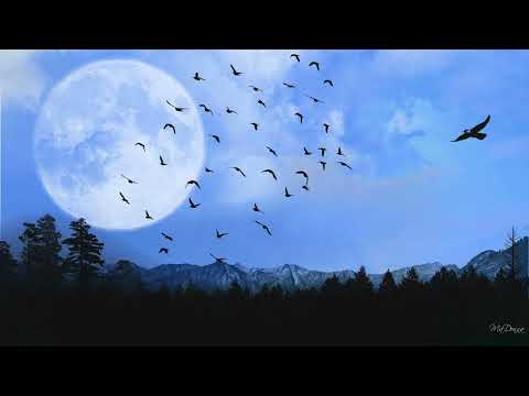 Yasper - Birds Fly Higher Than the Moon