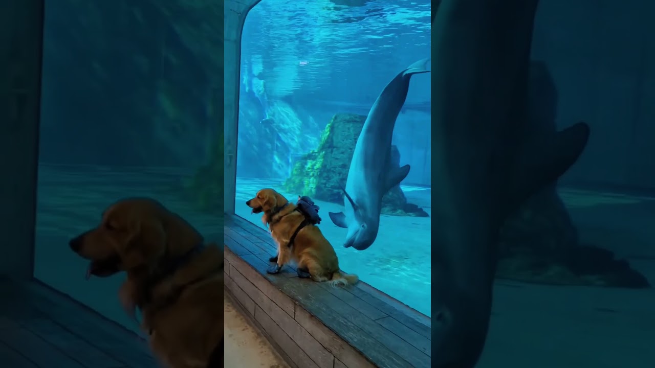 A dog and a dolphin—best friends across land and sea!" 🐶🌊🐬