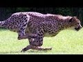 SPEED FREAKS! 10 of THE FASTEST ANIMALS in the world! (World's fastest land animal, bird and fish!)