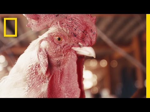 Making Street Food in Mali: From Coop to Plate | Short Film Showcase Instructional Video