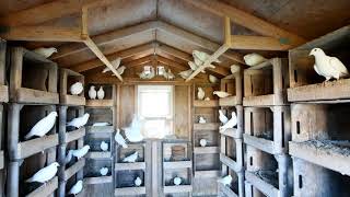 Part 1 Pigeon Loft Cleaning Deep Litter Method