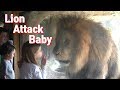 아기를 공격하는 사자. / A lion attacking a baby. /  The lion attacks the baby.