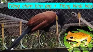 tiếng chim bìm bịp mồi chuẩn và tiếng nhái kêu, tiếng chim bìm bịp và tiếng nhái  #Tiengchimbimbip