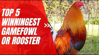 Top 5 Winningest Gamefowl or Rooster