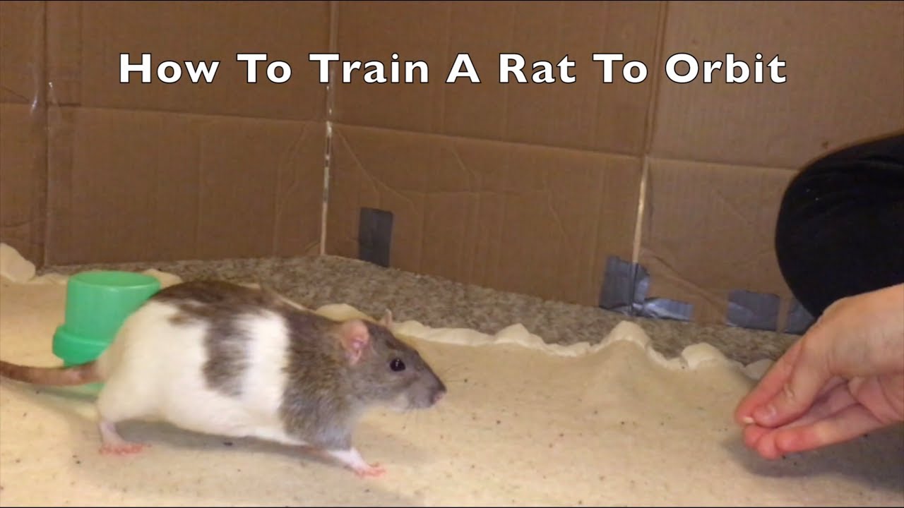 Object Placement Task Rats How to Train a Rat to