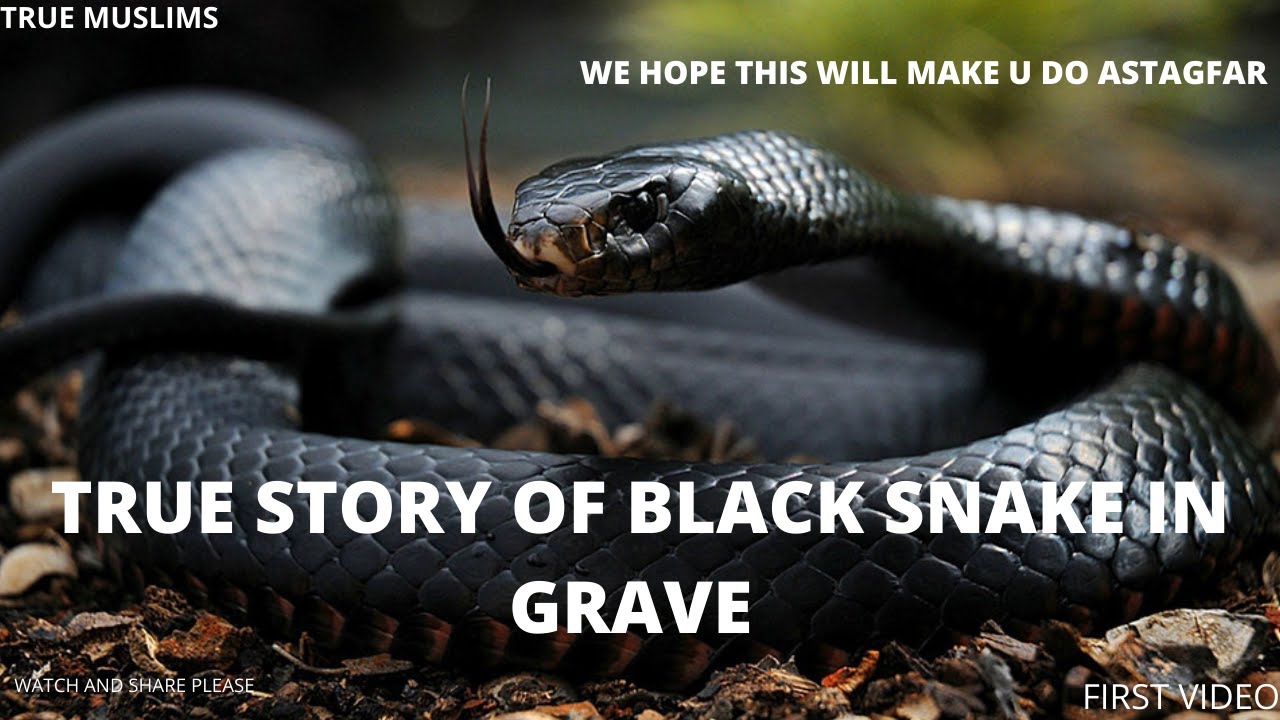 TRUE STORY OF BLACK SNAKE IN GRAVE