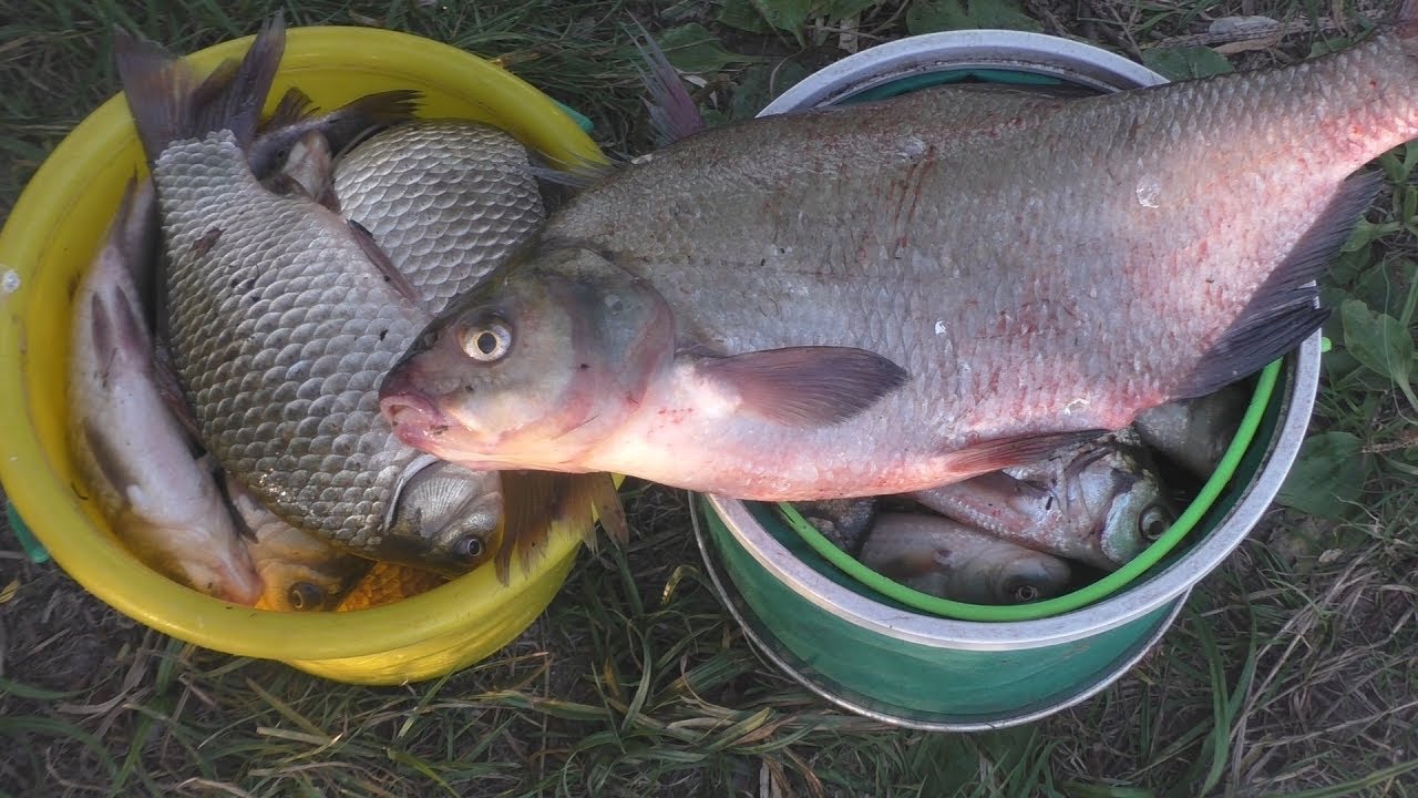 Лещ на резинку и караси на поплавок. My fishing.