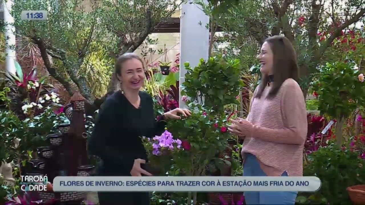 Dicas para cuidar das flores no inverno e espécies da estação