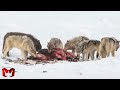 Serangan Serigala Paling Brutal Yang Pernah Ada! Srigala Vs Bison Dan Hewan Lainnya