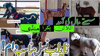 Home Goats for Sale in Karachi | WhatsApp Bakra Mandi Update no 318 | Online Mandi August 28, 2023