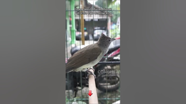 Cucak Jenggot Gacor Mbeset Ngetril Kasar