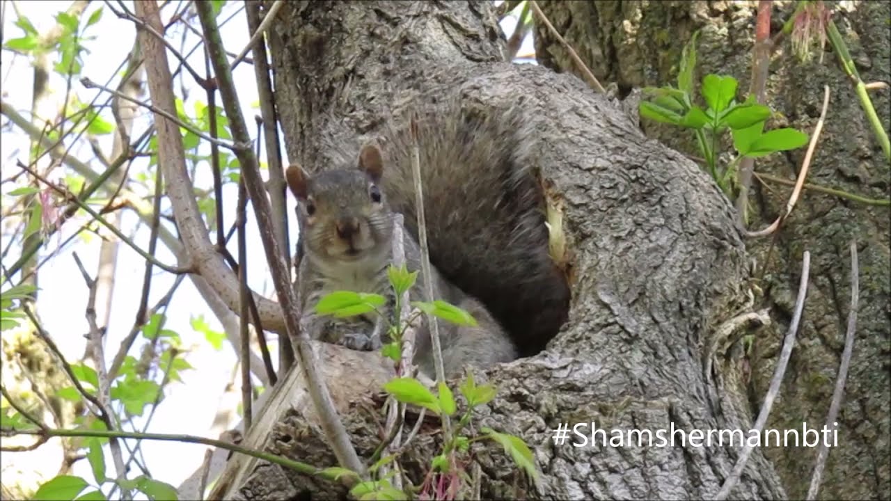Squirrel sounds n communication.