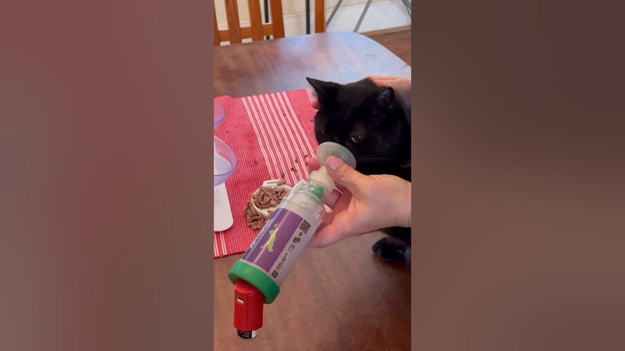 How to give an inhaler to a cat youtube