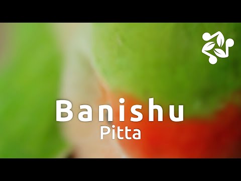 PItta - Banishu [Official Video]