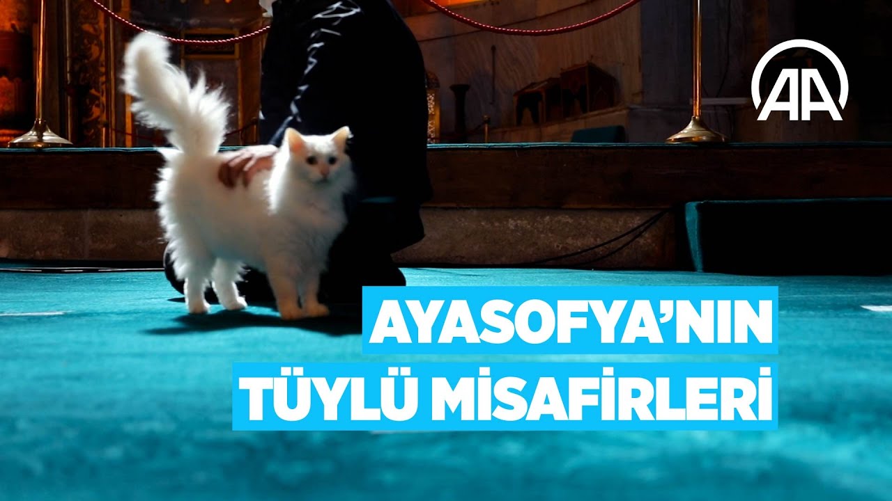 Ayasofya’nın Tüylü Misafirleri: Kediler