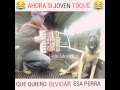 Perrito llorando por una perra