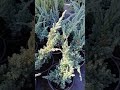 Ялівець лускатий Меєрі (Juniperus squamata Meyeri) сріблясто-блакитний каскадний розлогий ялівець