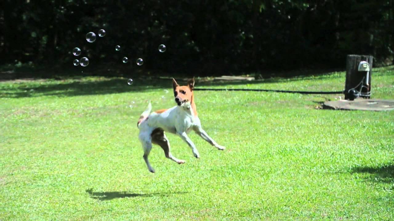Dogs chasing Bubbles Slow Motion YouTube