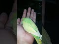 🐦🐦🐦 A Budgie's Chick Is Growing | فرخ الببغاء ينمو | Anak Ayam Budgie Sedang Berkembang | #birds