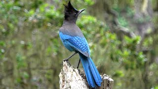 Famous Steller's Jay Mimics the sound of Hawk Profile