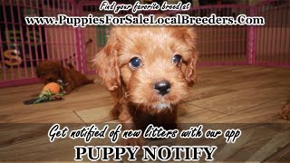 RED CAVAPOO PUPPIES FOR SALE, GEORGIA LOCAL BREEDERS, GWINNETT COUNTY, GA