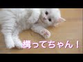 めっちゃ人が大好きな子猫の出来上がりとなる!遊んで!遊んで!
