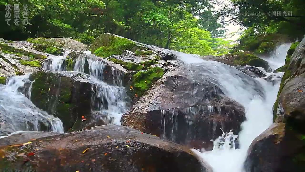 屋久島 世界自然遺産3 白谷雲水峡~もののけ姫の森