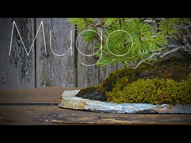 Bonsai diary ♯119「山採りしてきた赤松の植え付け #2」 - YouTube