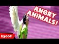 When Animals Attack Compilation of 2016 | Kyoot Animals