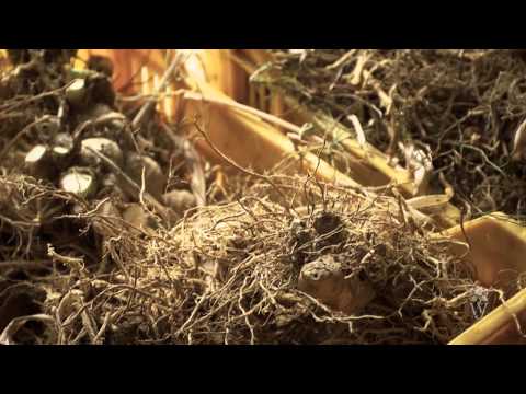 Video: Co je to orris root? Nejznámější druhy duhovky: popis s fotografií
