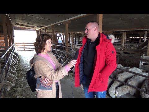 Video: Ko uzgaja ovce za vunu?