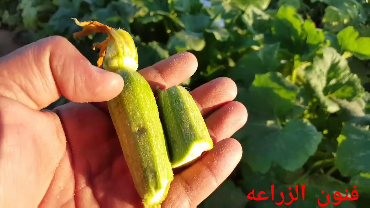 فنون زراعيه | حلقه 53 | ذبابة القرعيات  (المقات)..دودة ثمار القرعيات