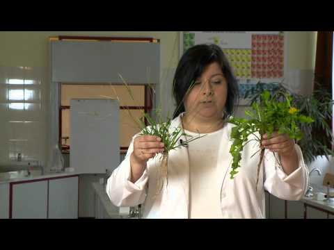 Videó: Egyszikű növények: az osztály eredete és jellemzői
