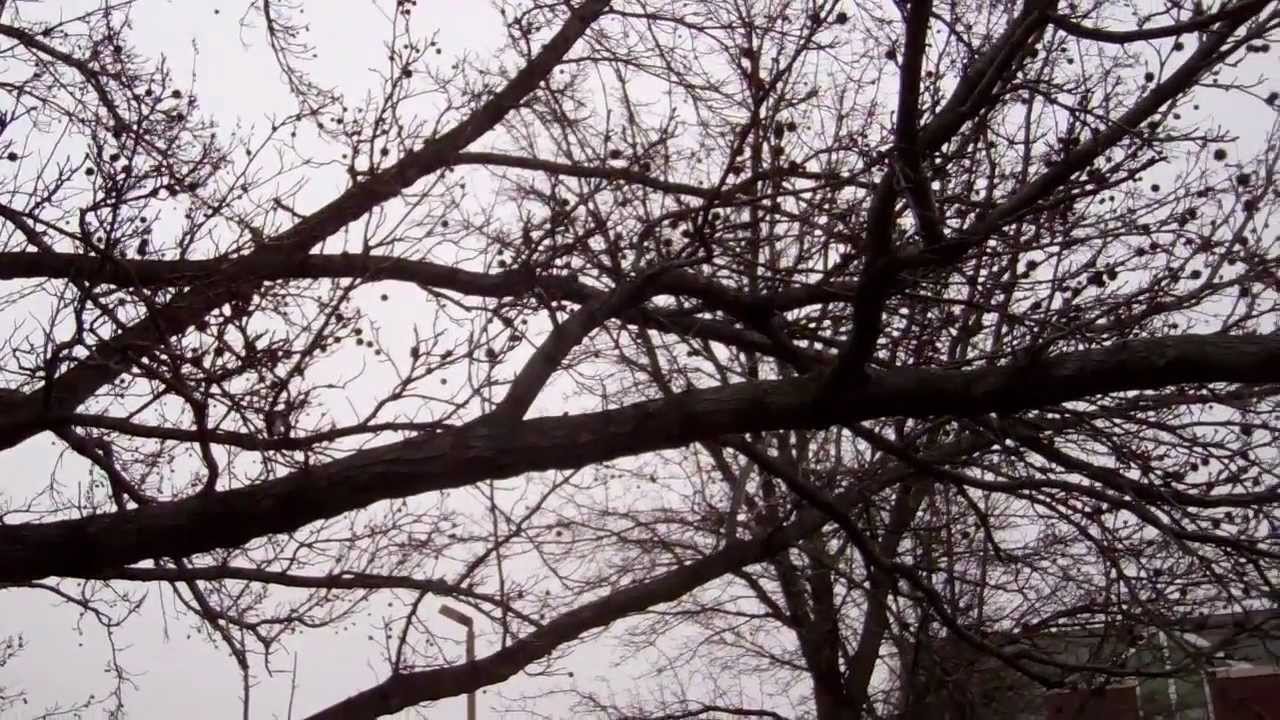 Civilization vs Nature