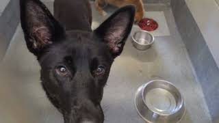 Acs A814960