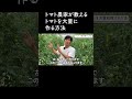 【トマト】プロが教える大量にトマトを作る方法 #家庭菜園 #菜園 #農業 #トマトの作り方
