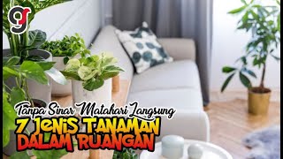 7 Jenis Tanaman Dalam Ruangan Tanpa Sinar Matahari Langsung