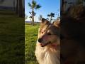 Sheltie Jessy Enjoying a Sunny Seaside Morning | #sheltie #dog #nature #doglife #seaside #jessy