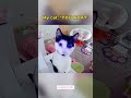 My cat:”You What”#cctv #america #newyork#securitycameras