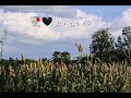 الطبيعه في فقاد شرق سنار 