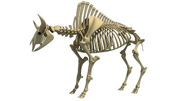 3D Models - Bison Skeleton