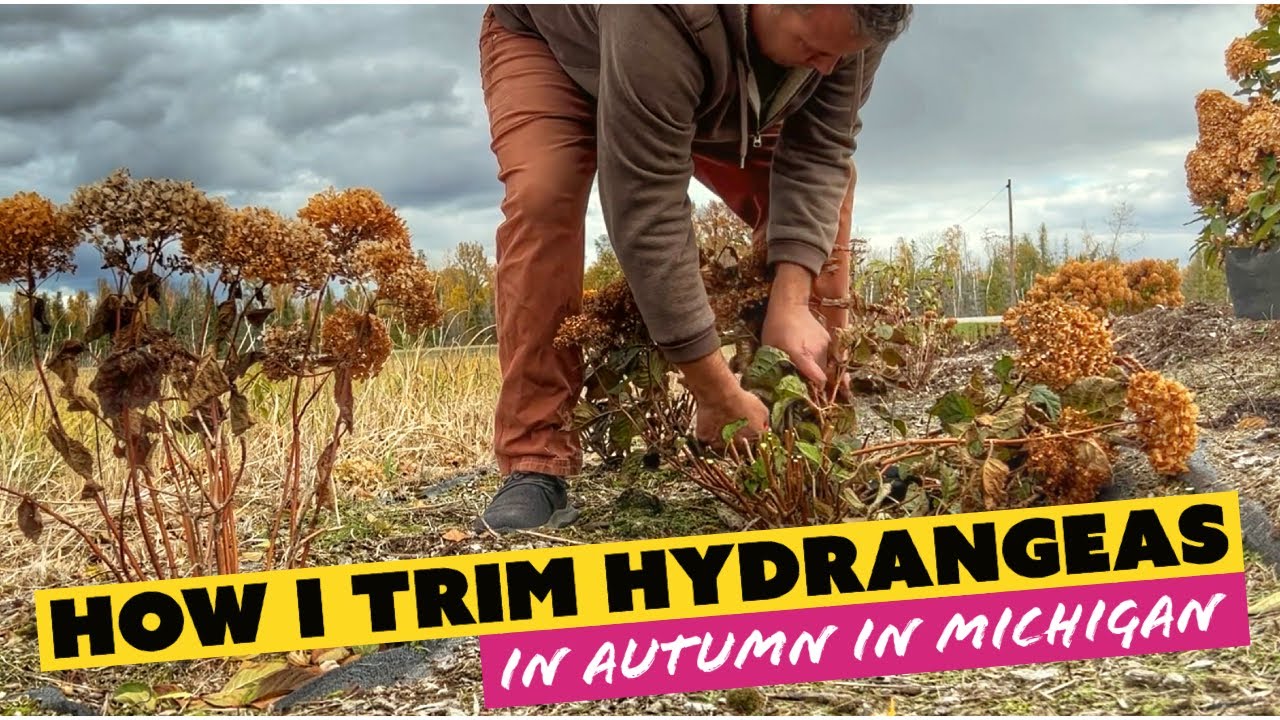 How I Trim Hydrangeas in Northern Michigan - YouTube