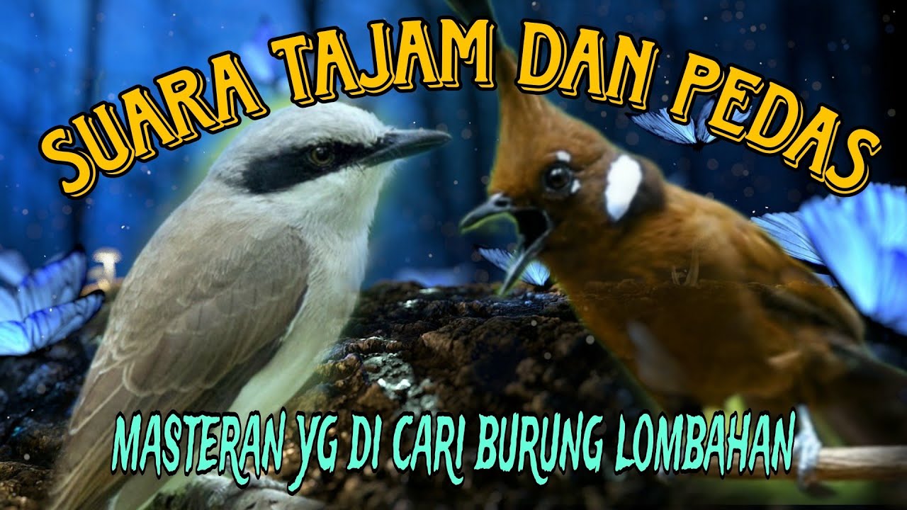 tembakan jingjing petulak vs cililin