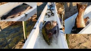 13 MONSTER TROUT STOCKING - LOADS OF SUPER TROUT TONS OF SIERRA BOWS