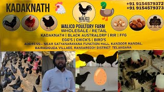 Kadaknath Chicken In Wholesale At Walico Poultry Farm Hyd  Kadaknath  U0026 