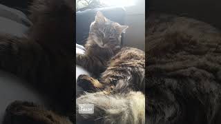 немає зв'язку #meme #cat # Fyp #funny