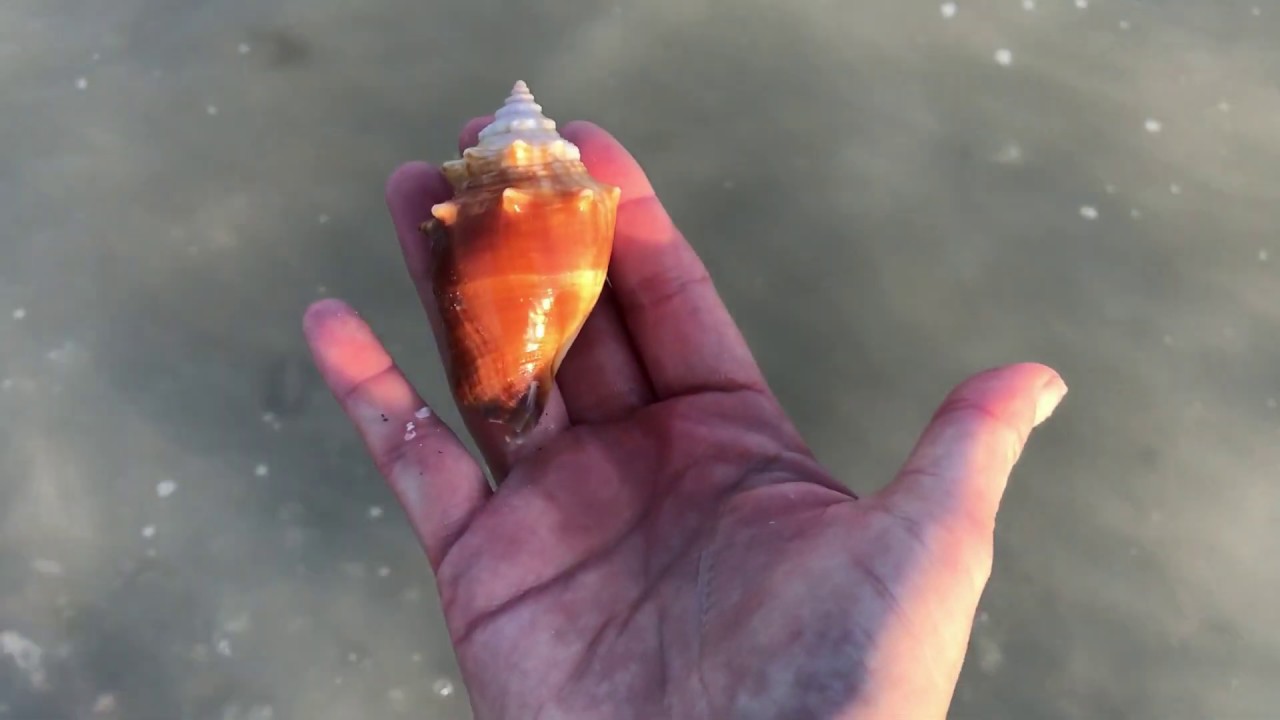 Virtual shelling and.......and a little "shellprise"!